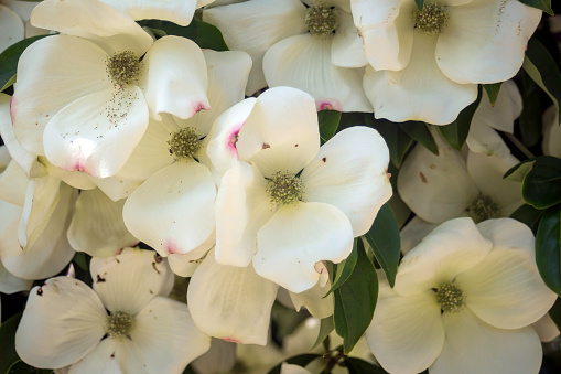 Pacific dogwood blossoms