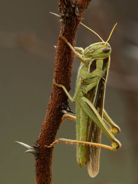 istock Grass hopper portrait on branch 2149928193