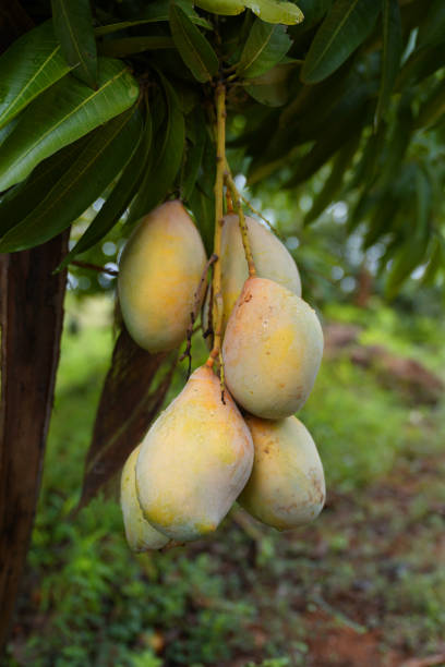 mango farma in tamilnadu india
