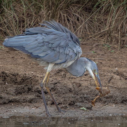 Gray heron hunting a frog in Pilanesberg National Park, South Africa