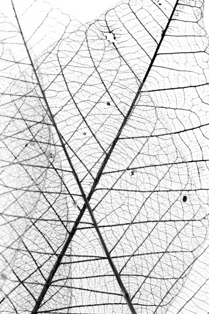 istock Leaf veins with a clipping path stock photo 2149929293