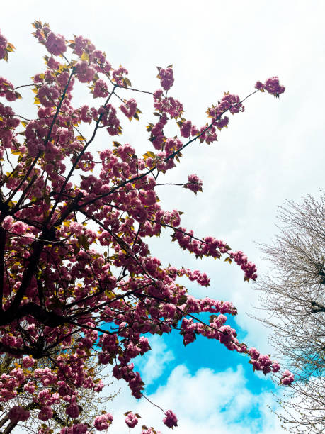 istock Pink cherry blossom with cloudy blue sky in the background 2149929541