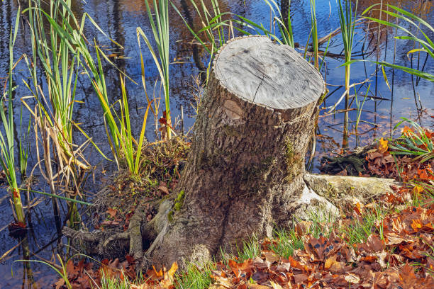 istock old tree stump on the river bank in the autumn 2149929637