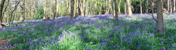 istock Surrey bluebells flowers England 2149929717