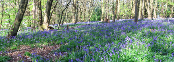 istock Surrey bluebells flowers England 2149929743