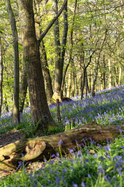 istock Surrey bluebells flowers England 2149929748
