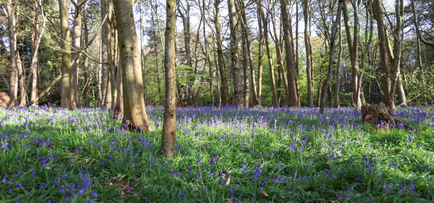 istock Surrey bluebells flowers England 2149929779