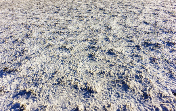 Winter landscape with a meadow under the snow