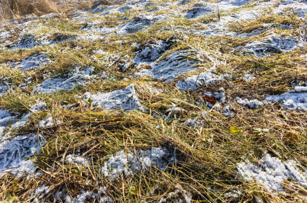 istock Old dry grass covered with snow is laid 2149930136