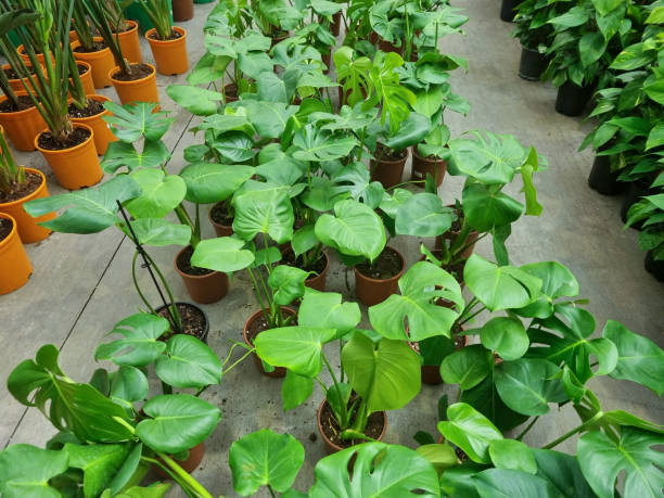 istock Greenhouse flower market 2149930194