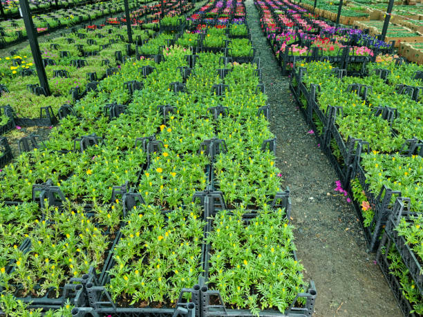 Greenhouse flower market