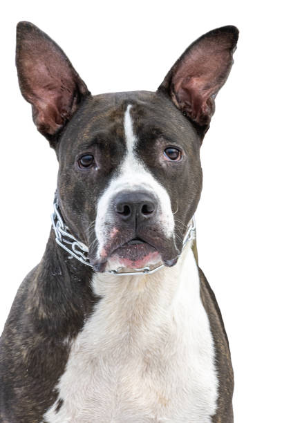 istock Boston terrier portrait on a white background 2149930388