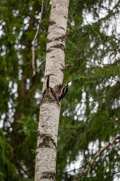 Great spotted woodpecker sitting on birch tree Kumla Sweden April 19 2024