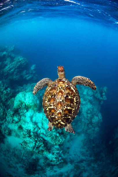 Portrait of a sea turtle swimming over a coral reef edge on the Great Barrier Reef in Queensland, Australia