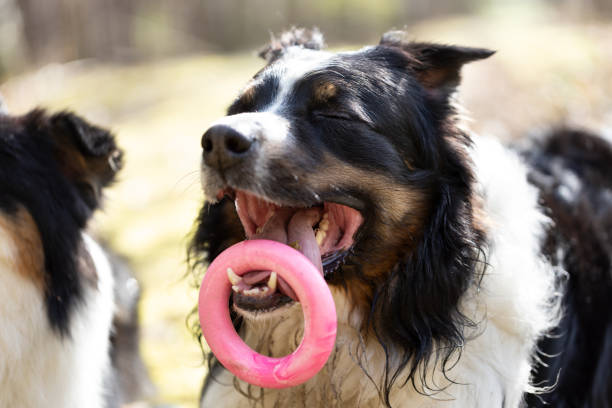 Australian Shepherd dog holding toy in sunny day. This file is cleaned and retouched.