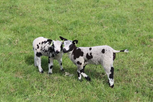 Pair of black and white lambs in a field in spring