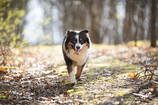Australian Shepherd dog on forest road in sunny day. This file is cleaned and retouched.