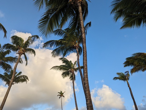 Pretty palm trees against a blue sky on a bright day.