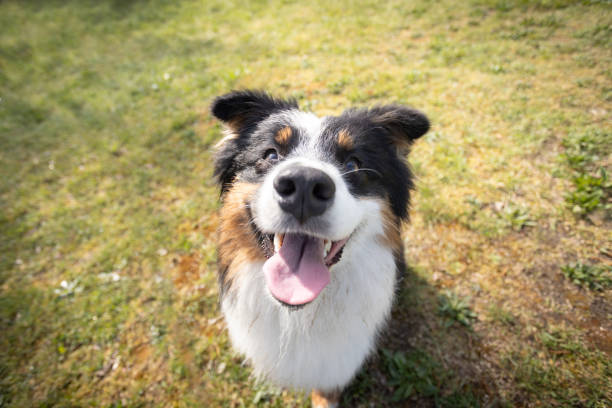 istock Australian Shepherd dog rests on the grass meadow 2149931681