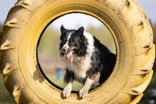Australian Shepherd dog jumps over a tractor tire. This file is cleaned and retouched.