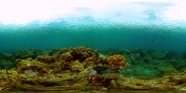 istock Coral reef and tropical fish. Philippines. 360-Degree view. 2149931732