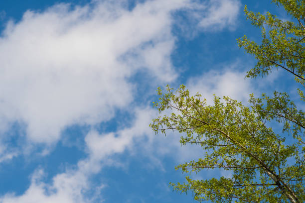 Fresh spring leaves against blue sky. Natural wallpaper