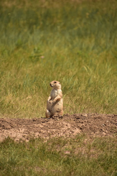istock Female Prairie Dog Standing on Haunches Over Hole 2149931940