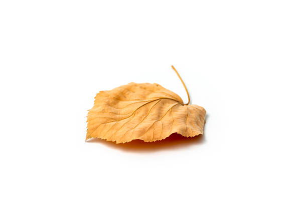 Dried yellow autumn leaf of linden tree on white background, autumn leaf