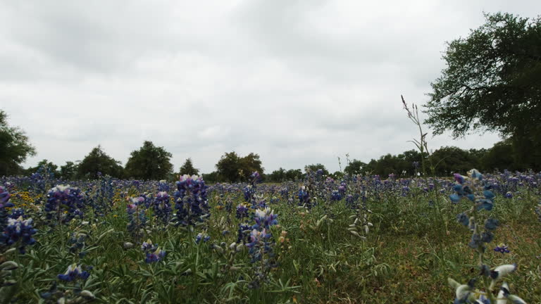 A field of bluebonnets in the Texas Hill Country, slider move right to left