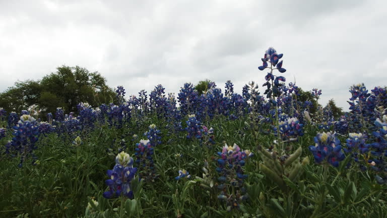 A field of bluebonnets in the Texas Hill Country, slider move left to right