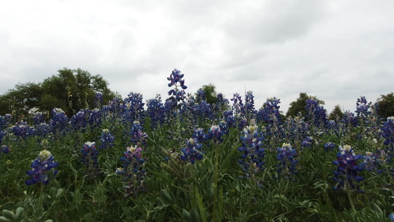 Slow dolly move through a field of bluebonnets in the Texas Hill Country