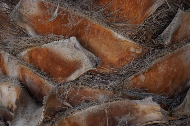 Macro of a Palm Tree Trunk Texture Background.  Trunk texture close up.