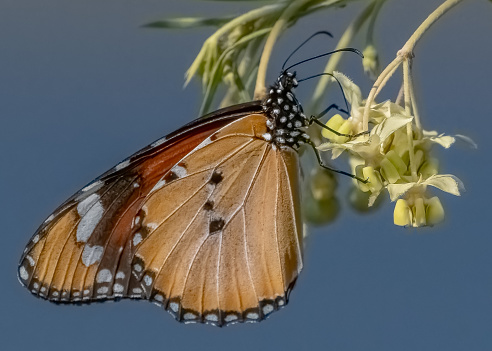 Colourful butterfly on flower in Pilanesberg National Park, South Africa
