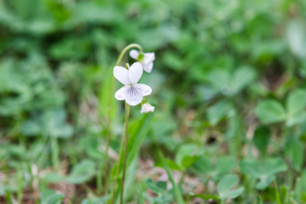 A white wild violet blooms on the forest floor on a spring day in Iowa, closeup photo.