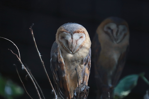 The barn owl is the most widely distributed species of owl in the world and one of the most widespread of all species of birds,