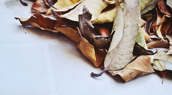 Old dried autumn brown dry crisp rustling fragile leaves all over beige background floor with copy space to the left; a beautiful rustic nature wallpaper, nostalgic background or backdrop. Apt for missing you greeting cards, posters.