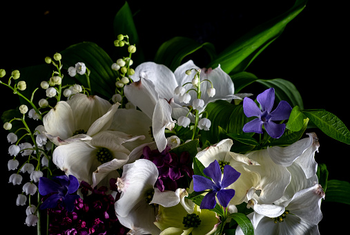 Close up bouquet of beautiful spring flowers on a black background. Dogwood flowers, lilies of the valley, lilac, periwinkle, green leaves.