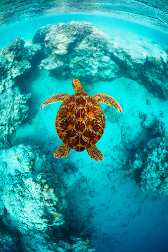Downward portrait of a symmetrical sea turtle with flippers out over a coral reef