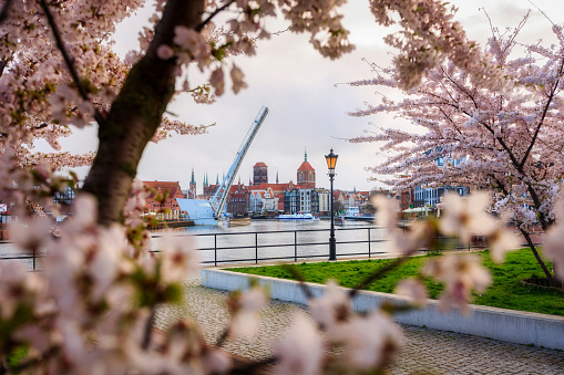 Flowers of trees blooming in spring over the Motawa river in Gdansk. Poland