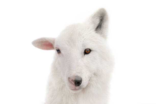 istock portrait wolf in sheep's clothing isolated on white background 2149938955