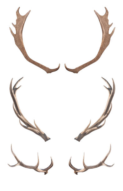 istock Deer horns isolated on a white background. 2149938956