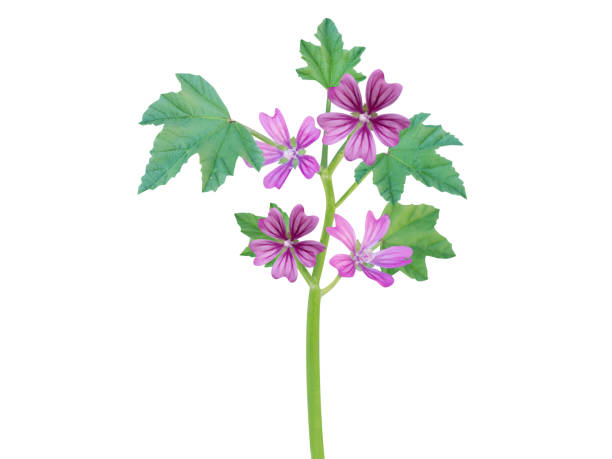 The Flower Leaves Root and Seed of Malva sylvestris are used in traditional medicine and herbal tea