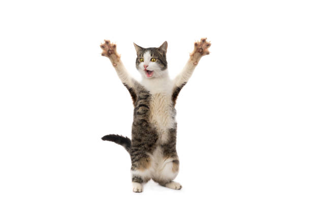 istock surprised cat stands on its hind legs with open mouth 2149939116