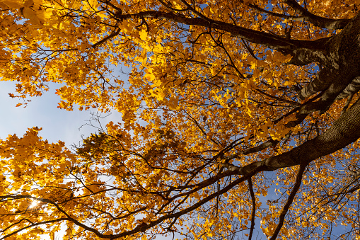 beautiful and bright orange maple foliage in autumn, colored maple foliage during leaf fall