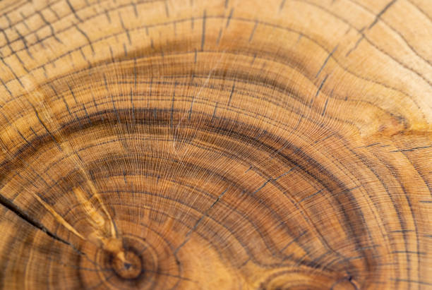 a beautiful cut of a walnut tree processed for decoration and use, a cut of a walnut tree with annual rings