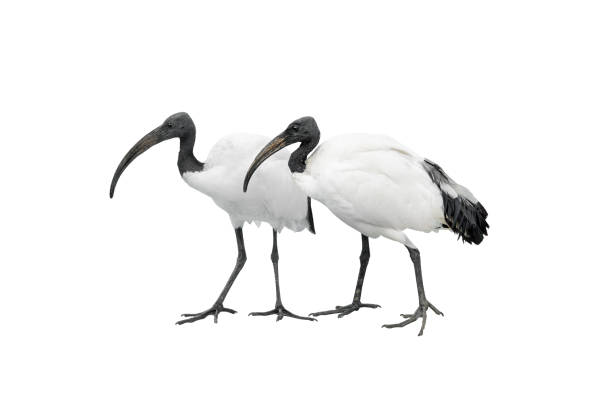 istock two african sacred ibis isolated on white 2149939938