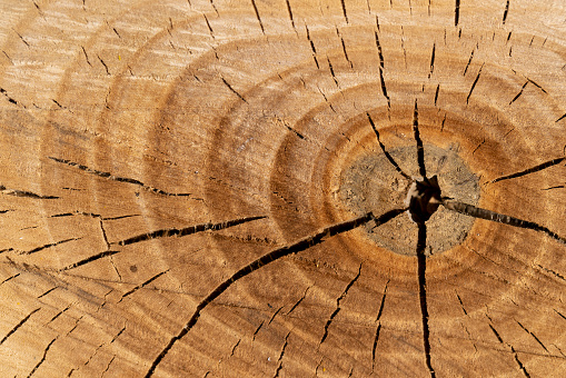 rings of a sawn walnut tree , annual rings on a walnut trunk