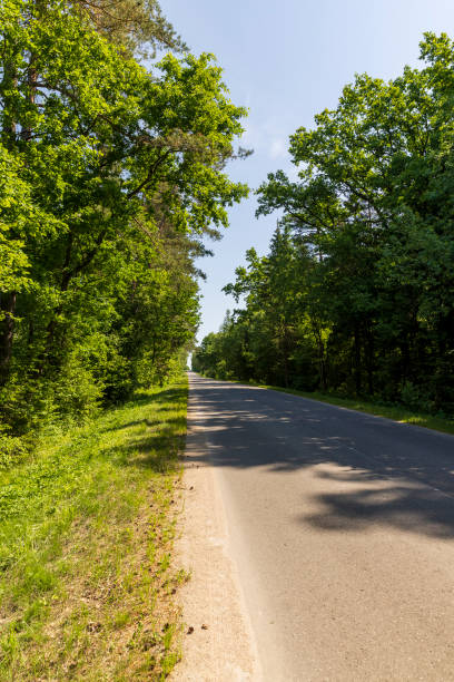 istock paved road with trees in the forest in sunny weather 2149940038