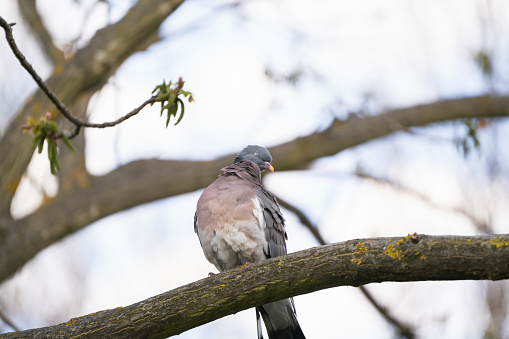 A funny pigeon with closed eyes sits on a tree branch in the park on a spring day. Nature and wild birds. Selective focus. close-up view