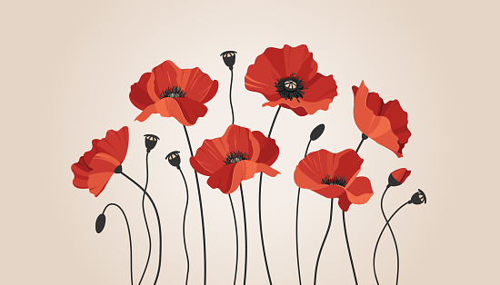 Red poppies on neutral beige background. Vector illustration suitable for Remembrance Day or Victory Day projects